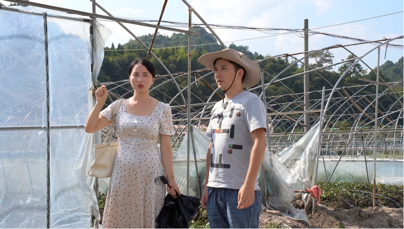 茶园村草莓基地考察